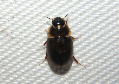 Enochrus Water Scavenger Beetle species