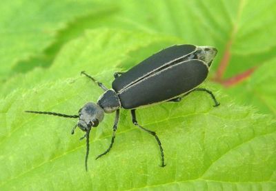 Epicauta funebris; Margined Blister Beetle