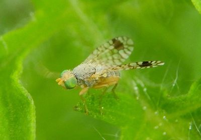 Euarestoides acutangulus; Fruit Fly species