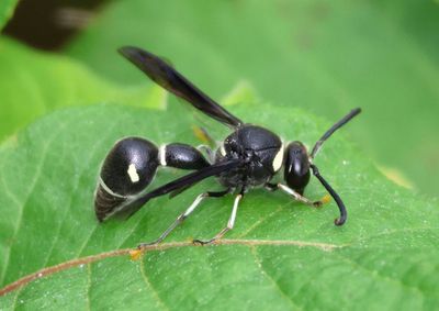 Eumenes fraternus; Potter Wasp species