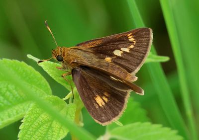 Euphyes conspicua; Black Dash; female