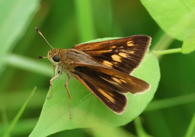 Euphyes dion; Dion Skipper; female