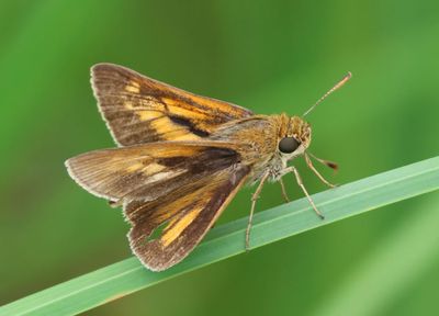 Euphyes dion; Dion Skipper; male