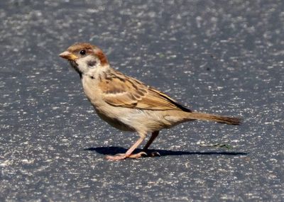 Eurasion Tree Sparrow; juvenile; exotic