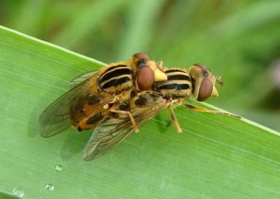 Eurimyia stipata; Syrphid Fly species pair