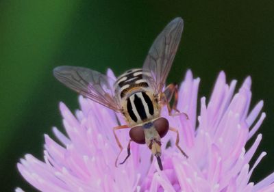 Eurimyia stipata; Syrphid Fly species; female