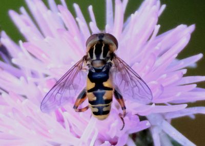 Eurimyia stipata; Syrphid Fly species; male