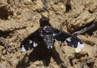 Exoprosopa decora; Bee Fly species