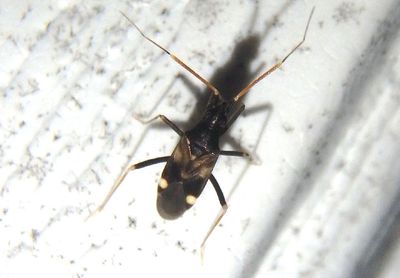 Fulvius slateri; Plant Bug species