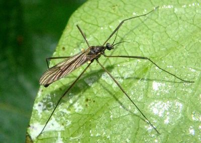 Gnophomyia tristissima; Limoniid Crane Fly species