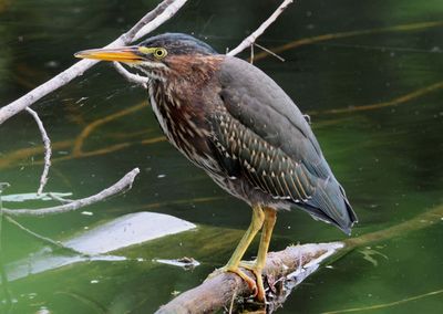 Green Heron; juvenile