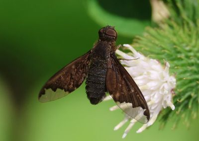 Hemipenthes sinuosa; Sinuous Bee Fly