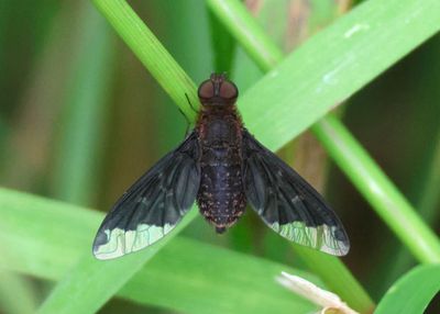 Hemipenthes sinuosa; Sinuous Bee Fly