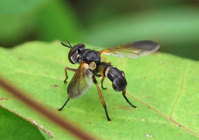 Hemyda aurata; Tachinid Fly species