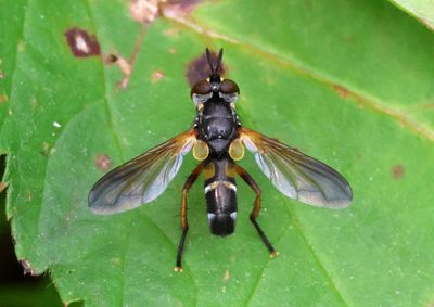 Hemyda aurata; Tachinid Fly species