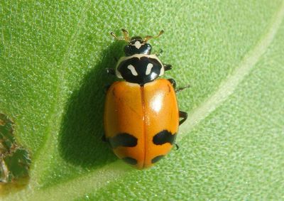 Hippodamia glacialis glacialis; Glacial Lady Beetle