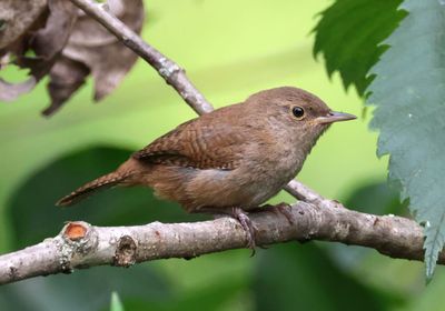 House Wren 