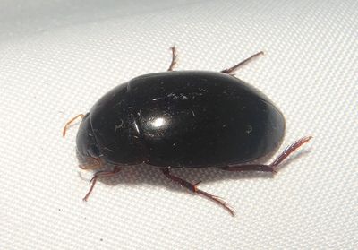 Hydrochara Water Scavenger Beetle species