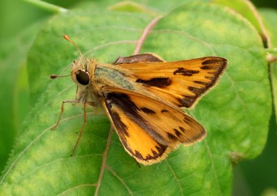 Hylephila phyleus; Fiery Skipper; male