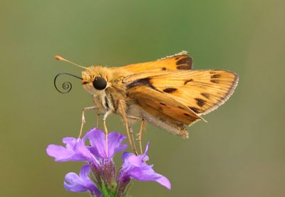 Hylephila phyleus; Fiery Skipper; male