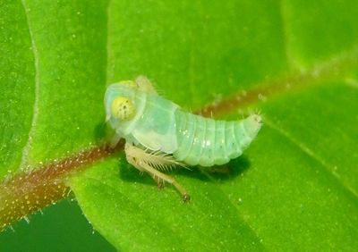 Jikradia olitoria; Leafhopper species nymph