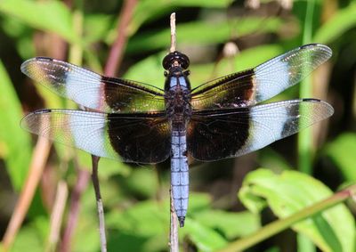 Libellula luctuosa; Widow Skimmer; male