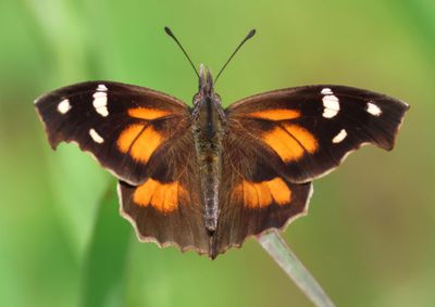 Libytheana carinenta; American Snout