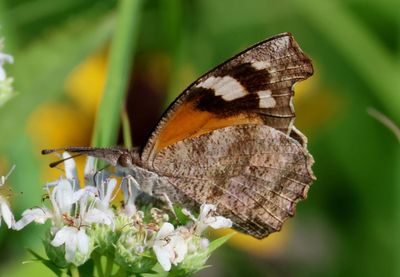 Libytheana carinenta; American Snout