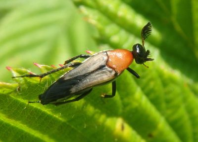 Macrosiagon sayi; Wedge-shaped Beetle species; male