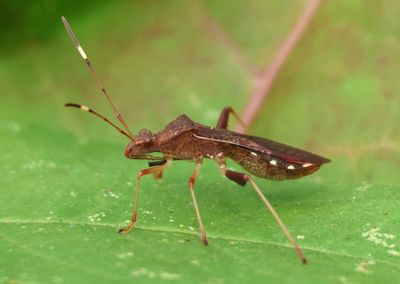 Megalotomus quinquespinosus; Lupine Bug