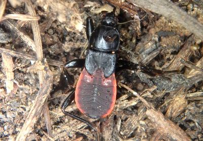 Melanolestes picipes; Black Corsair nymph