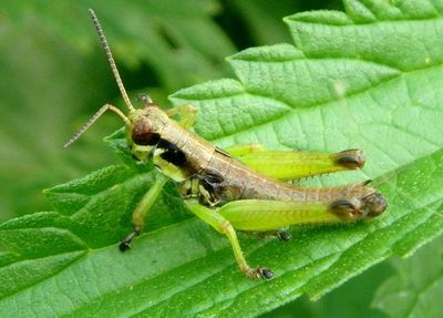 Melanoplus gracilis; Graceful Grasshopper