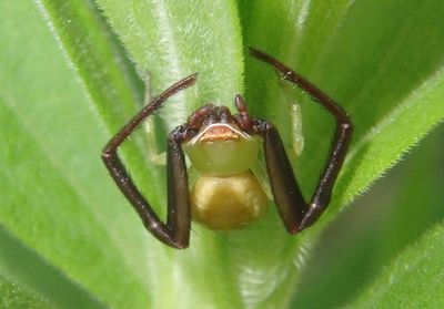 Misumenoides formosipes; Whitebanded Crab Spider; male