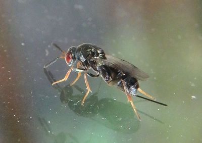 Monodontomerus Chalcid Wasp species