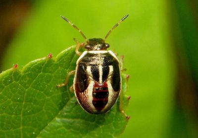 Mormidea lugens; Stink Bug species nymph