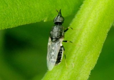 Nemotelus kansensis; Soldier Fly species; female
