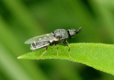 Nemotelus kansensis; Soldier Fly species; female