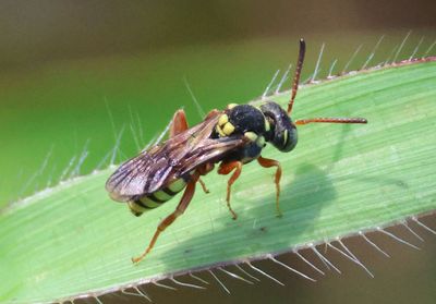 Nomada vegana; Cuckoo Bee species