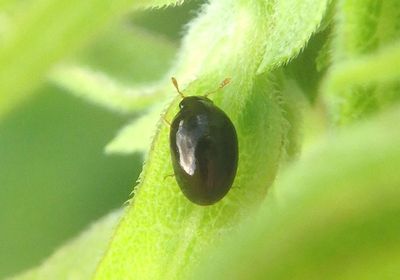 Olibrus Shining Flower Beetle species