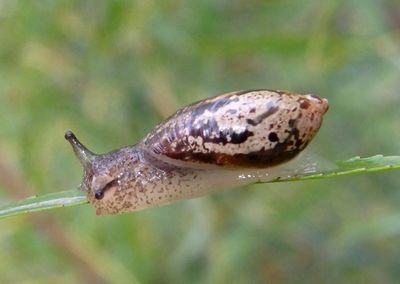 Oxyloma elegans; Slender Amber Snail; exotic