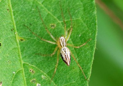 Oxyopes salticus; Striped Lynx; female