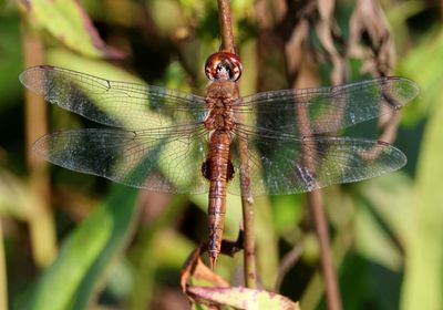 Pantala hymenaea; Spot-winged Glider