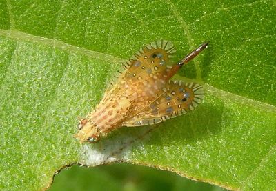 Paracantha culta; Fruit Fly species; female