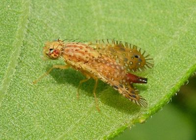 Paracantha culta; Fruit Fly species; female