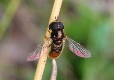 Paragus haemorrhous; Syrphid Fly species; male