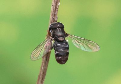 Paragus Syrphid Fly species; male