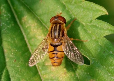Parhelophilus laetus; Syrphid Fly species