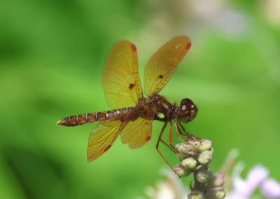Perithemis tenera; Eastern Amberwing; male