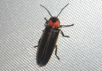 Photinus Firefly species