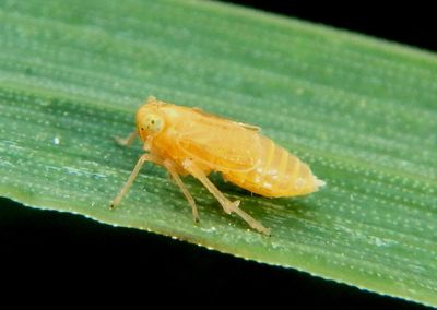 Delphacidae Delphacid Planthopper species